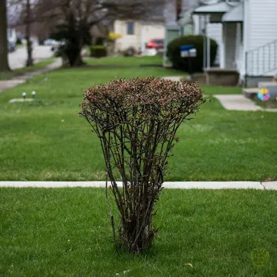 a small bush in the middle of a lawn