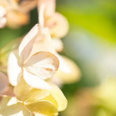 Oakleaf Hydrangea shrub variety