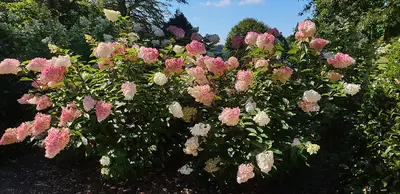 PeeGee Hydrangea plant