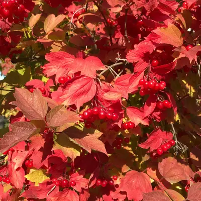 a bush with red berries and green leaves