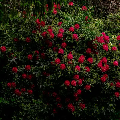 Rhododendron Catawbiense shrub variety