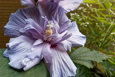 Rose of Sharon plant