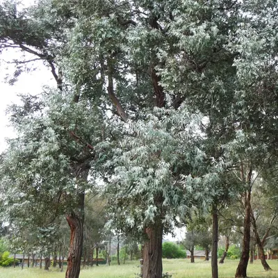 Silver Dollar (Eucalyptus cinerea)