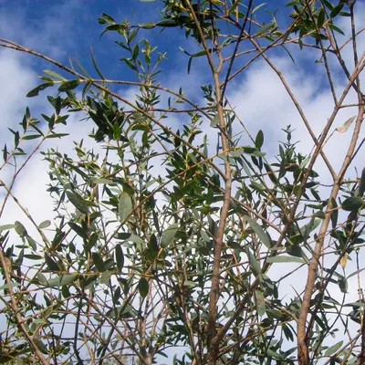 Small-Leaved Gum shrub variety