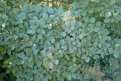 Smokebush Purple plant
