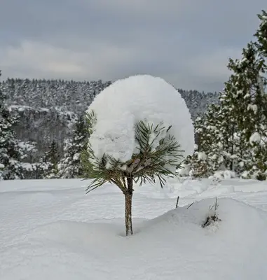 a small pine tree is covered in snow