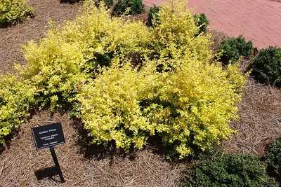 Sunshine Ligustrum shrub variety