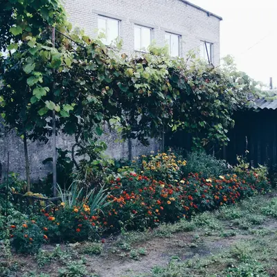 A lush garden with blooming flowers and green vines.