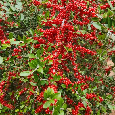 Winterberry Holly plant
