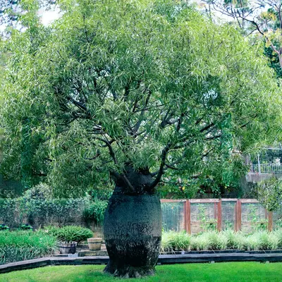 Witch Hazel shrub variety