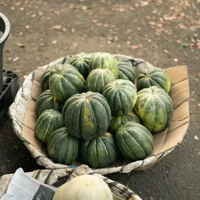 Benning's Green Tint Pattypan squash variety