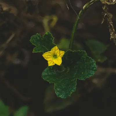 yellow petaled flower