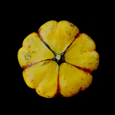 Buttercup Squash plant