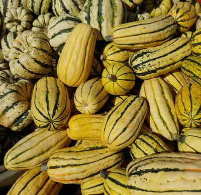 Connecticut Field Pumpkin squash variety