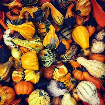 yellow and green pumpkin lot