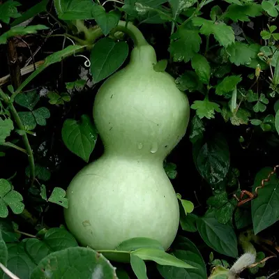 Dinosaur Gourd (Lagenaria siceraria)