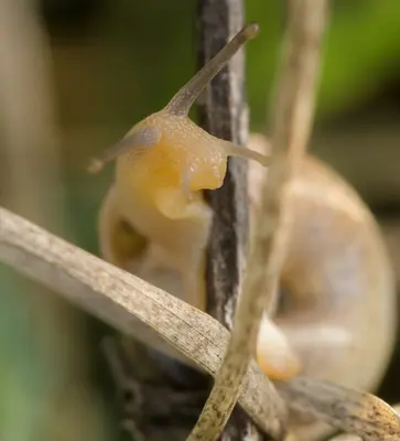 a close up of a snail on a branch