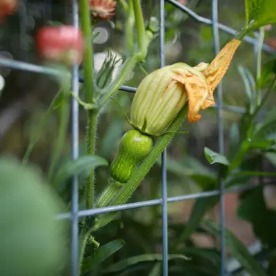 yellow flower bud in tilt shift lens