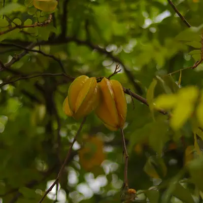 Here's a caption for the image: star fruit hanging from a tree branch.