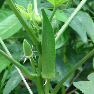 Jambalaya 2.0 (Abelmoschus esculentus)