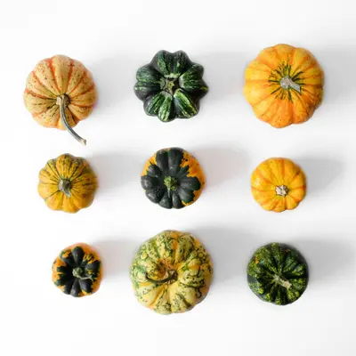 Lakota Winter Squash plant