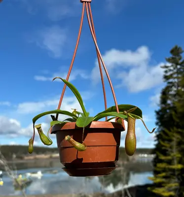 a potted plant hanging from a hook