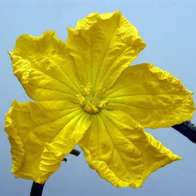 Luffa Gourd (Luffa aegyptiaca)
