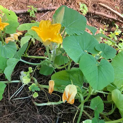 Marina di Chioggia Pumpkin plant