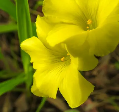 a close up of a yellow flower