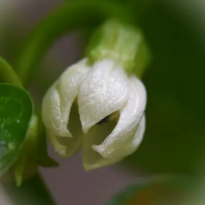 A close up of a white flower with a green leaf
