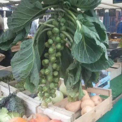 Tetsukabuto (Cucurbita maxima x C. moschata)