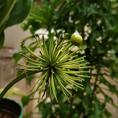 green round fruit in black pot