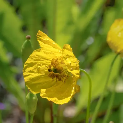 Yellow poppy flower blooms in the sunlight.