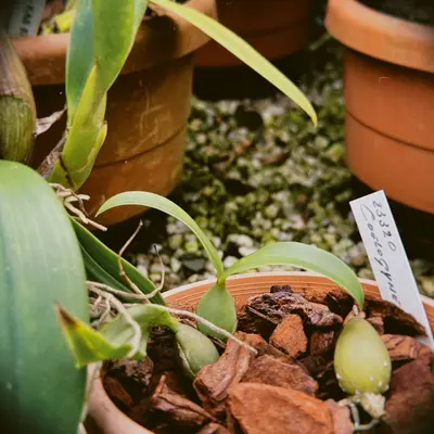 Young orchid plant growing in a pot