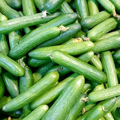 Zucchini Green Machine squash variety