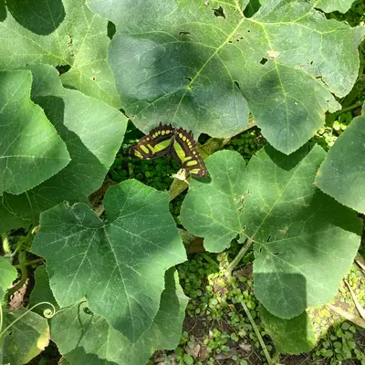a butterfly sitting on top of a green leaf