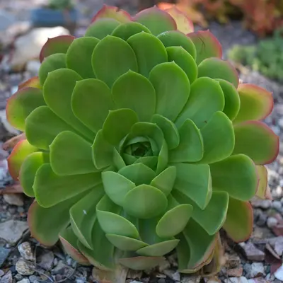Aeonium arboreum 'Schwarzkopf' succulent variety