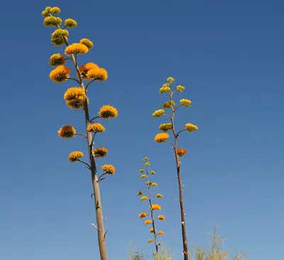 Tall stalks with yellow flowers against blue sky