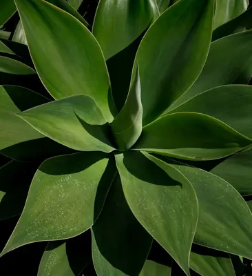 Agave Century Plant succulent variety