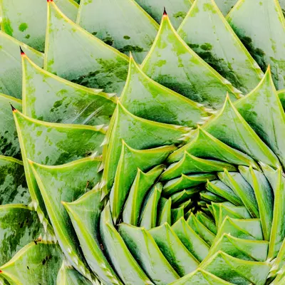 Aloe Vera (Aloe barbadensis miller)