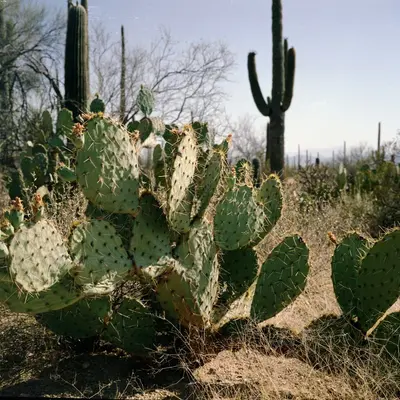 Barrel Cactus (Ferocactus wislizeni)