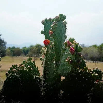 A prickly pear cactus with blooming pink and orange flowers.