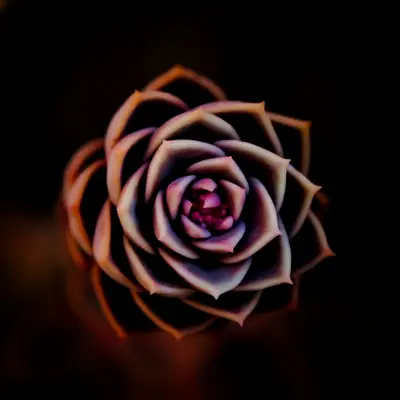 Copper Rose succulent variety