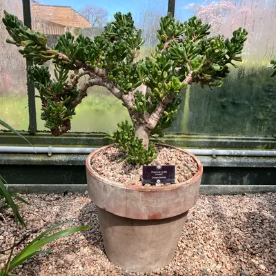 Crassula ovata 'Gollum' (Crassula ovata 'Gollum')