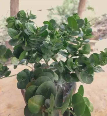 Crassula ovata 'Gollum' succulent variety
