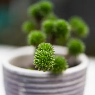 Crassula perforata 'String of Buttons' succulent variety