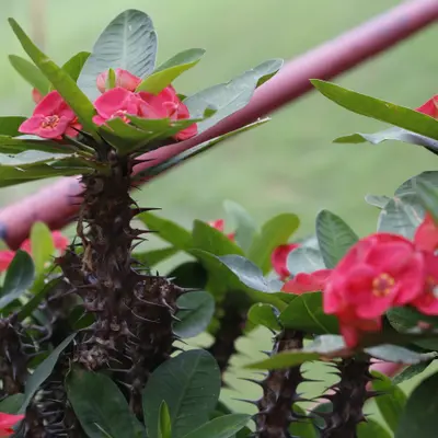 Crown of Thorns (Euphorbia milii)