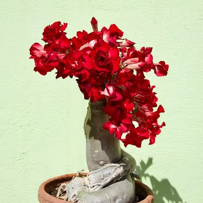 Desert Rose succulent variety