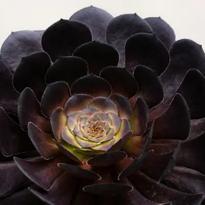 Echeveria 'Black Prince' succulent variety