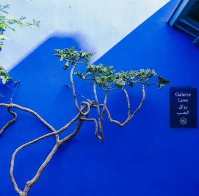 A tree branch against a vibrant blue wall